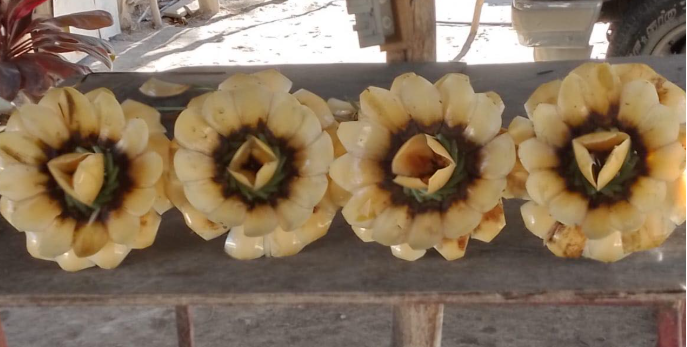flores de cucharilla (sotol)
